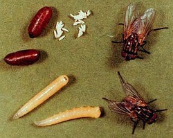 General Disinfestation Treatment