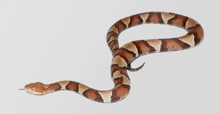 Snake Control Treatment